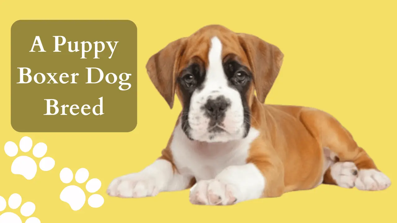 a puppy Boxer dog breed