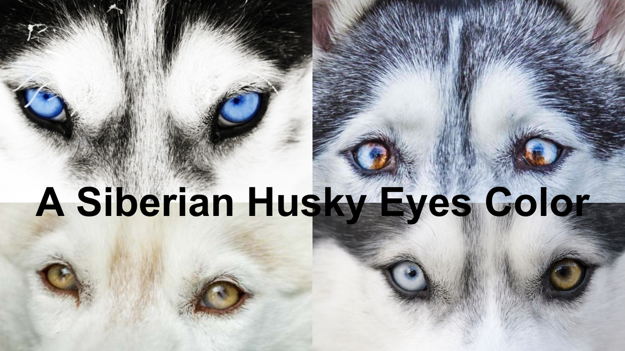 Siberian Husky Eyes Colour