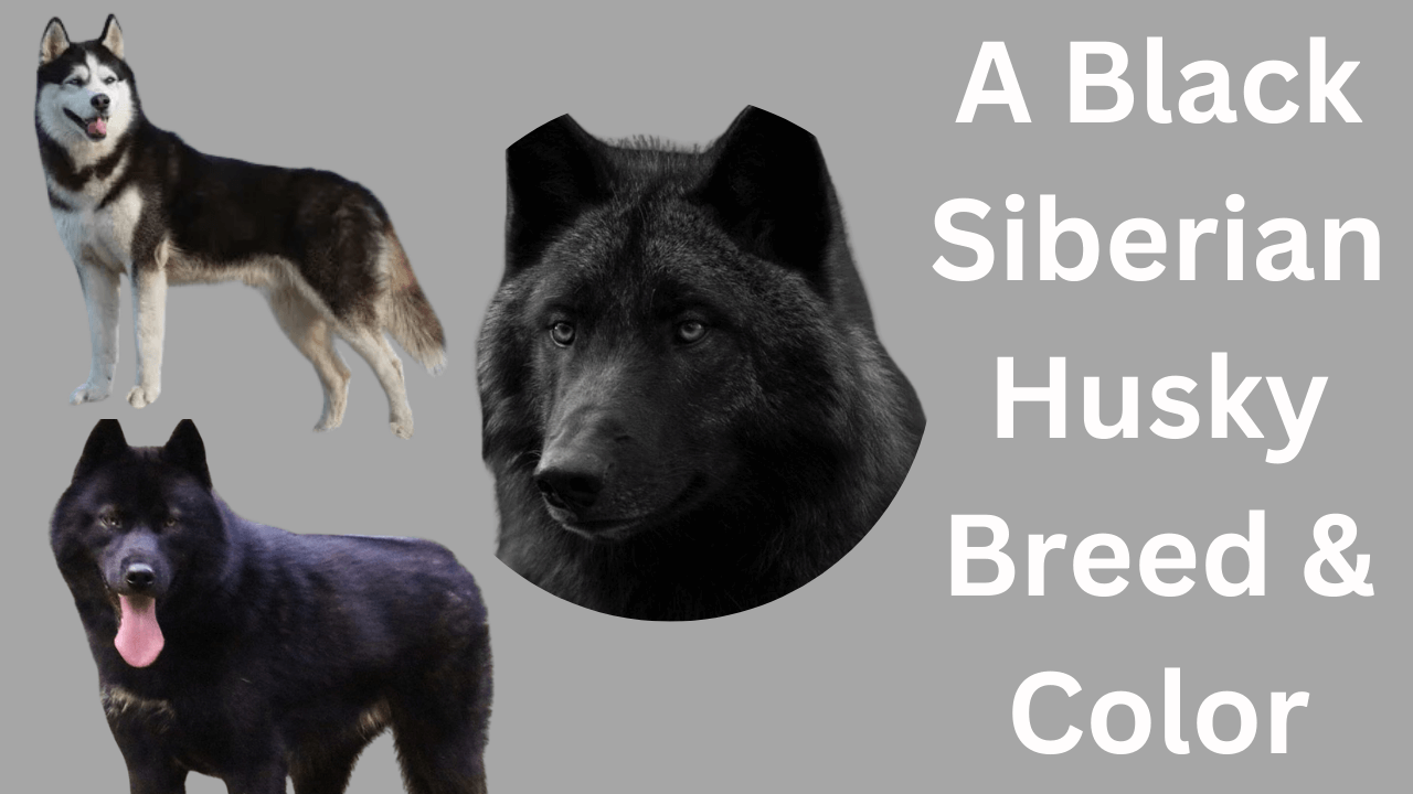 Black Siberian Husky