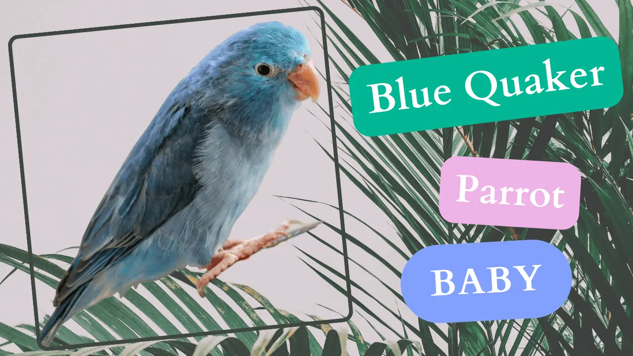 Blue Quaker Parrot Baby