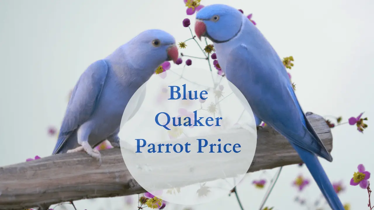 Blue Quaker Parrot Price