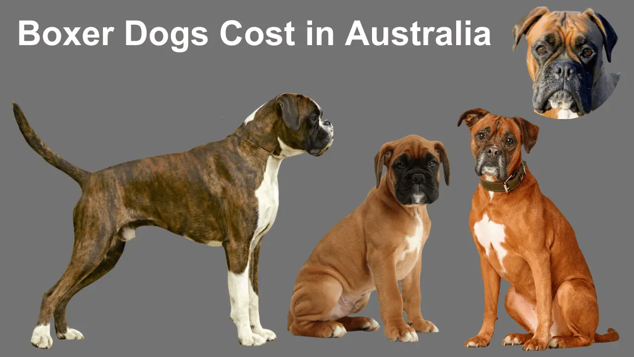 Boxer breed cost in Australia