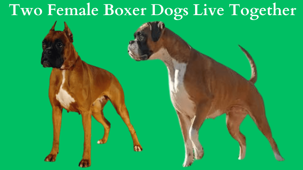 two Female Boxer dogs live together