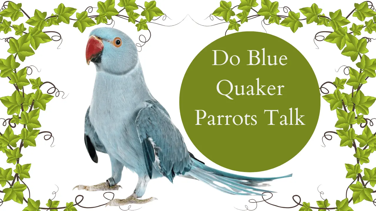 Blue Quaker parrots talk