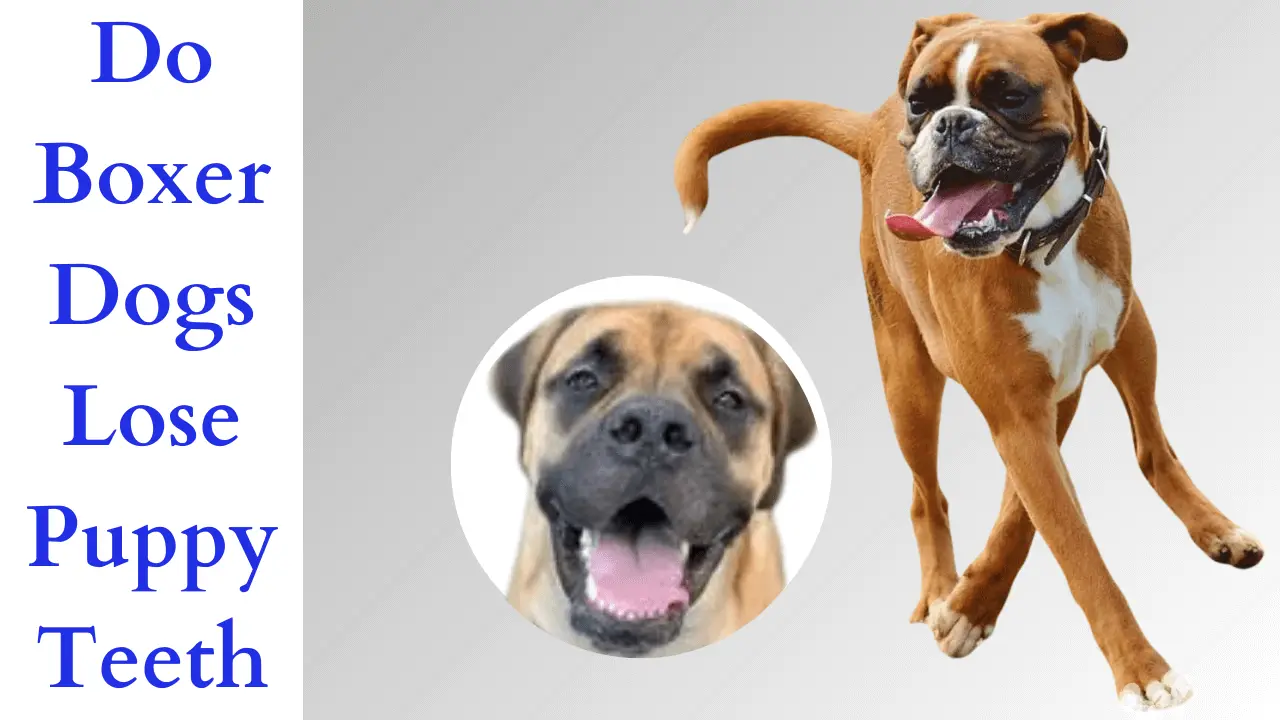 do Boxer dogs lose baby teeth