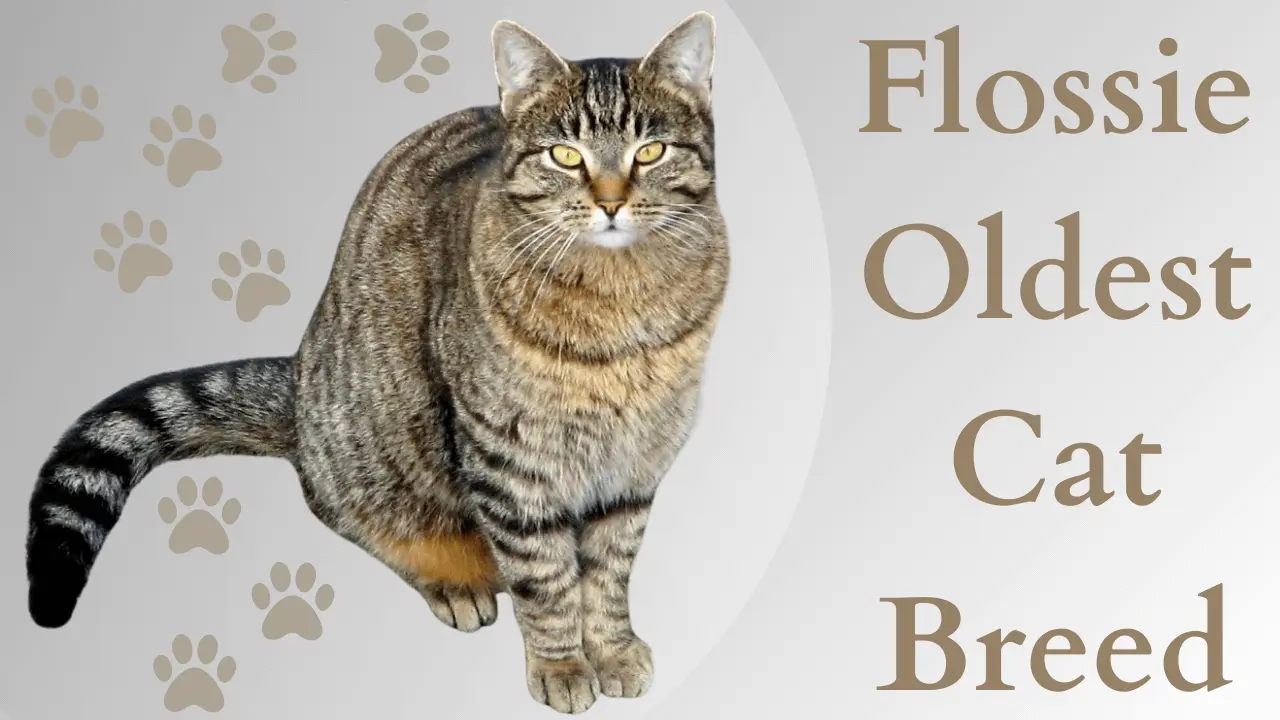 Flossie oldest cat breed