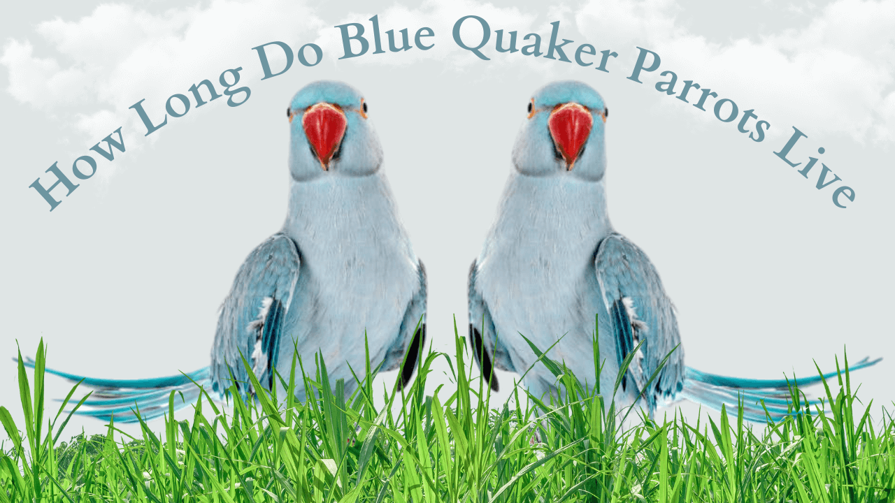 blue Quaker parrots live