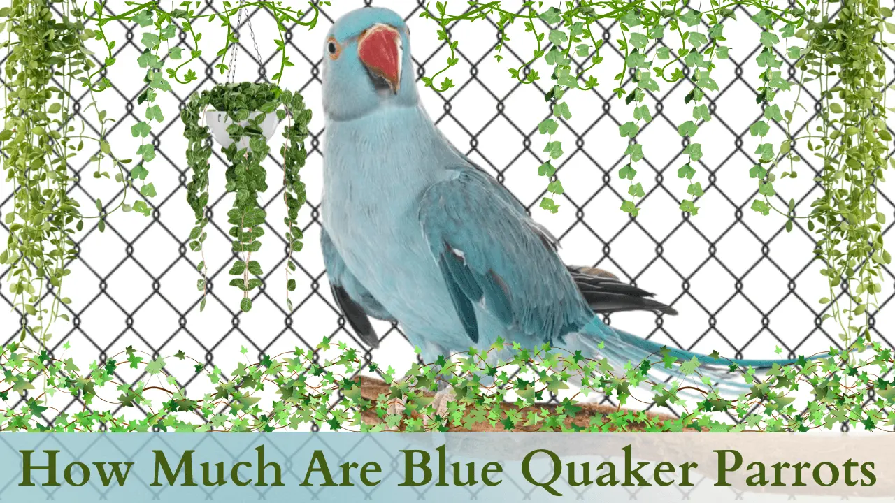 How much are blue Quaker parrots