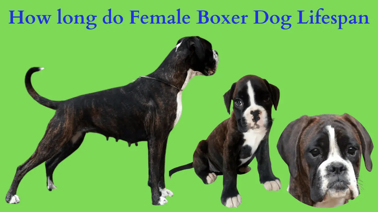 Female Boxer dog lifespan