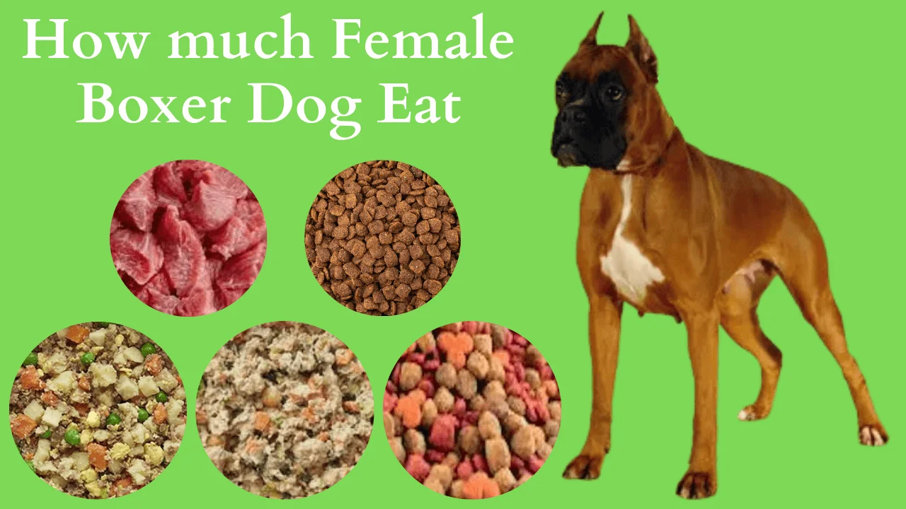 female Boxer dog eat