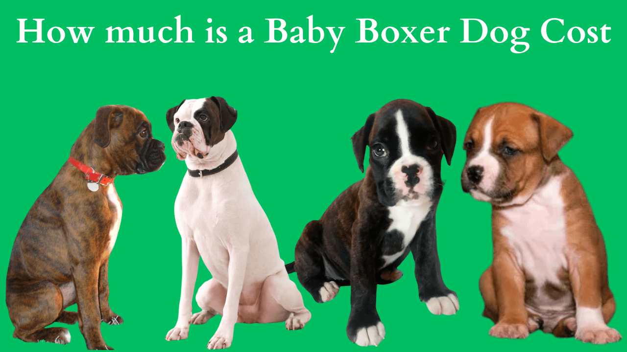 Baby Boxer Dog Cost