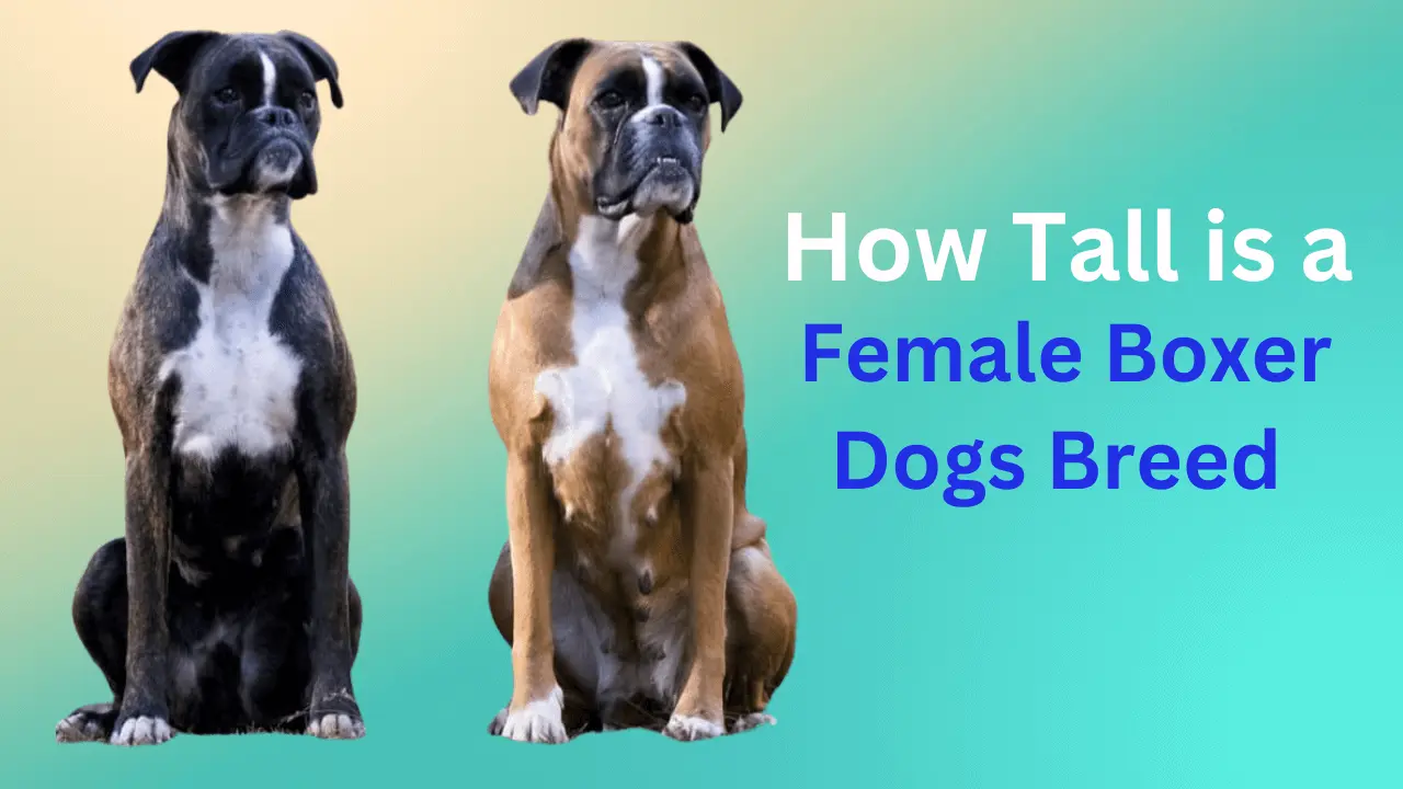 Female Boxer Dogs Breed