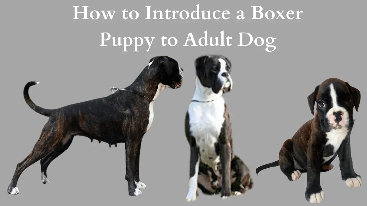 Boxer Puppy to Adult Dog