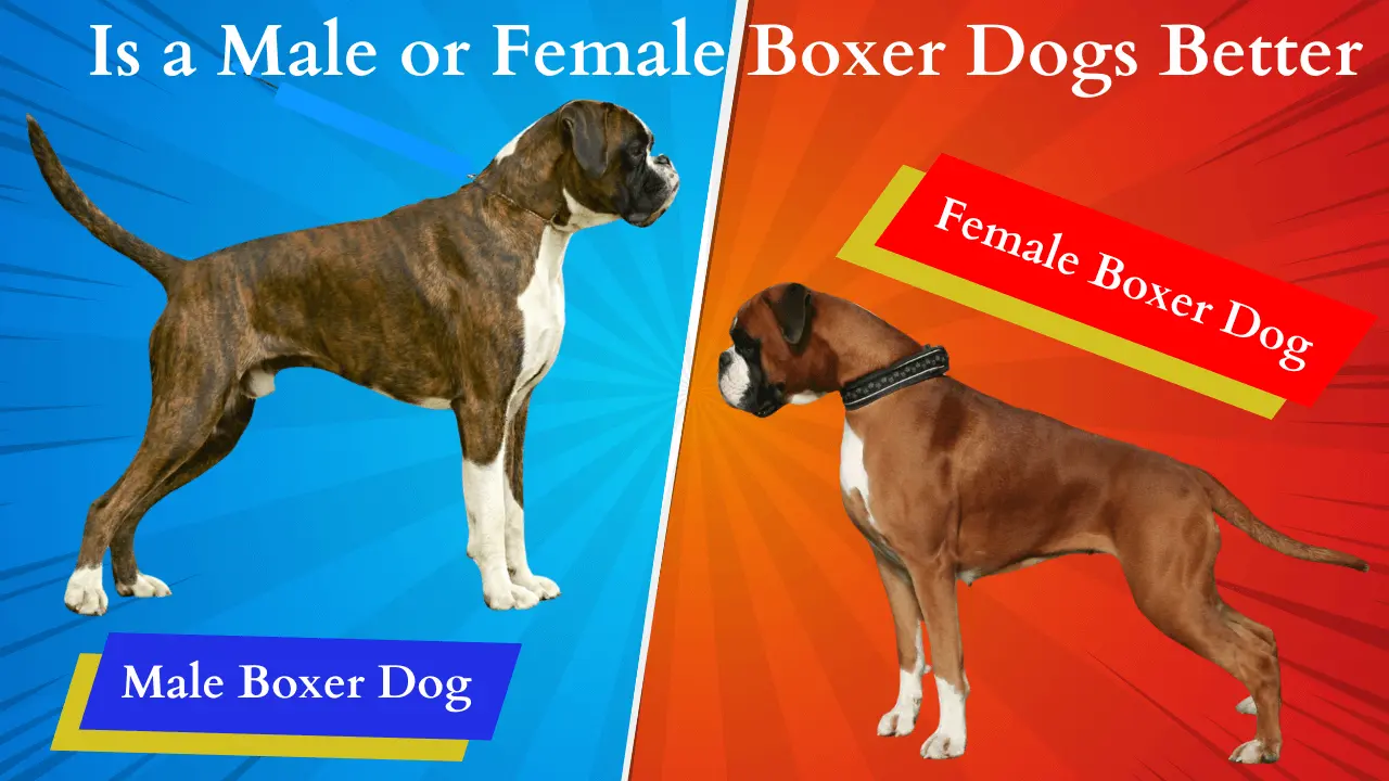 male or female Boxer dogs better