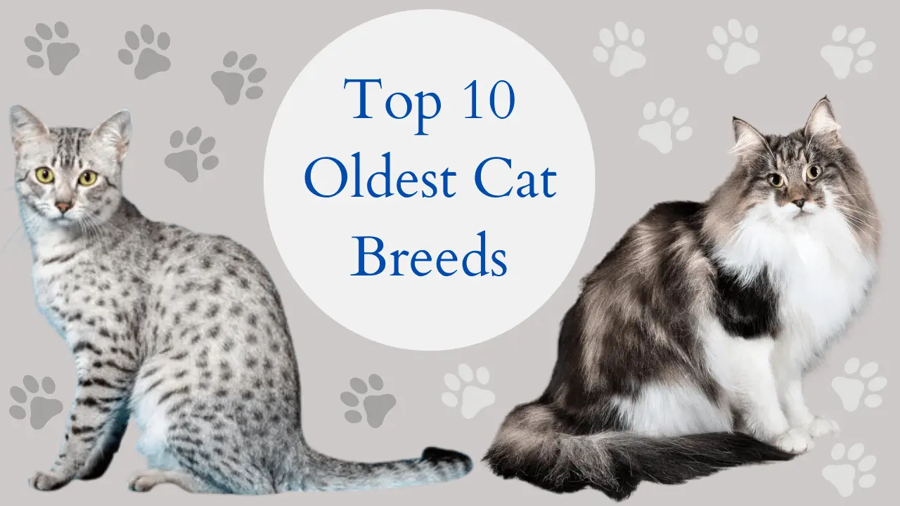 Top 10 oldest cat breeds