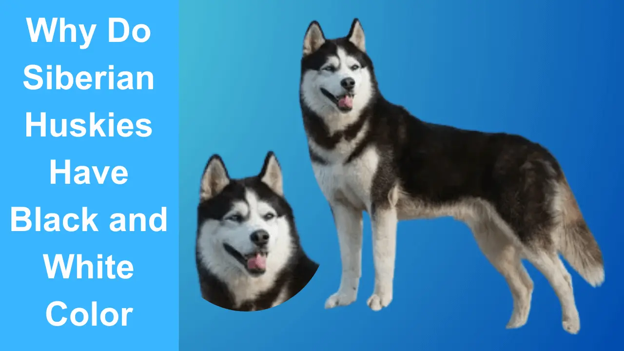 Siberian Huskies Color