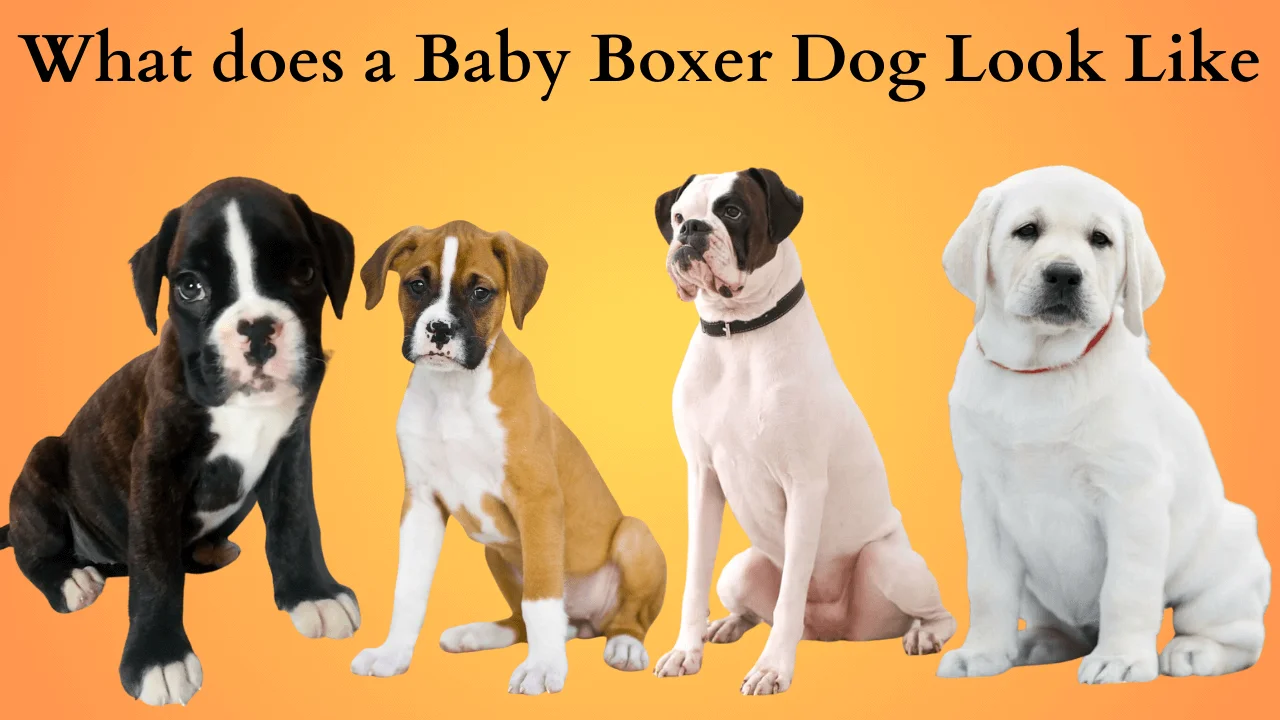 baby Boxer dog look like