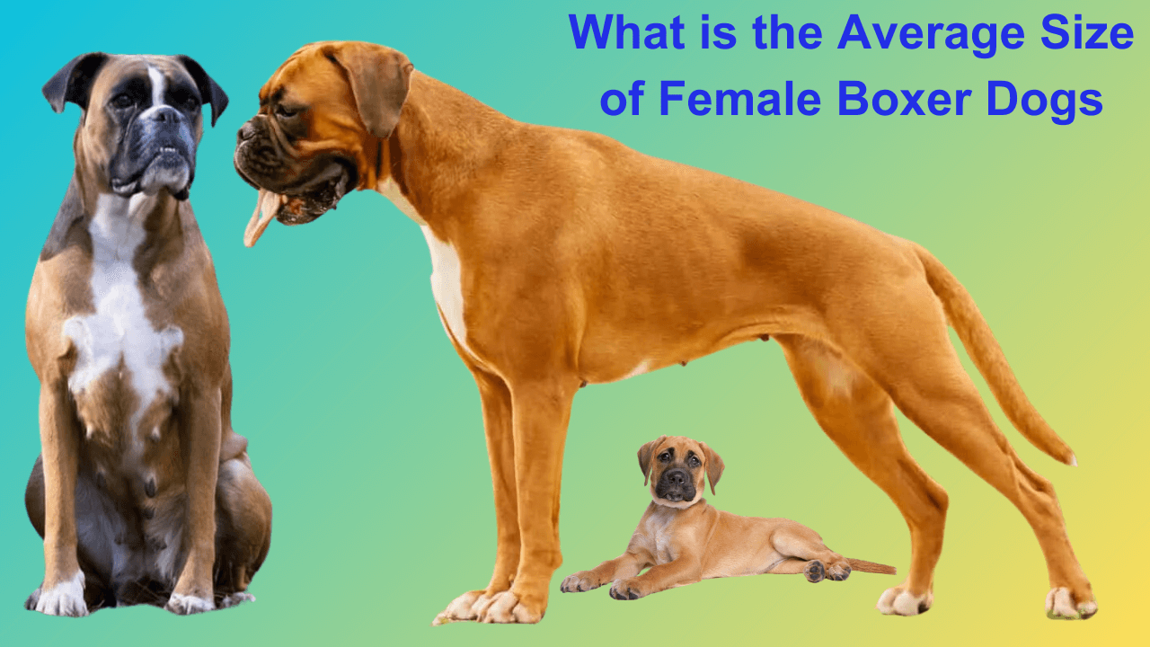 Average size of a Female Boxer Dogs