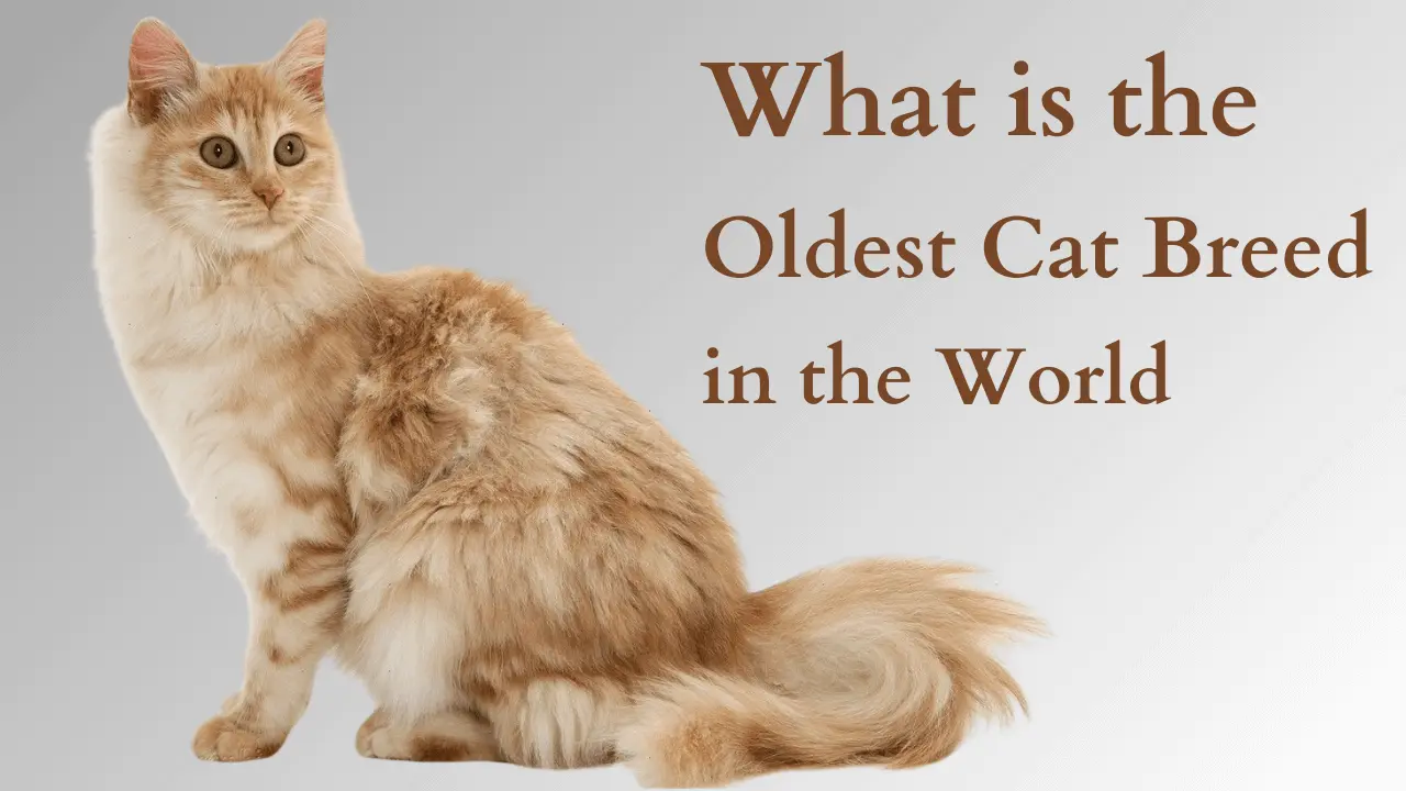 oldest cats breed in the world