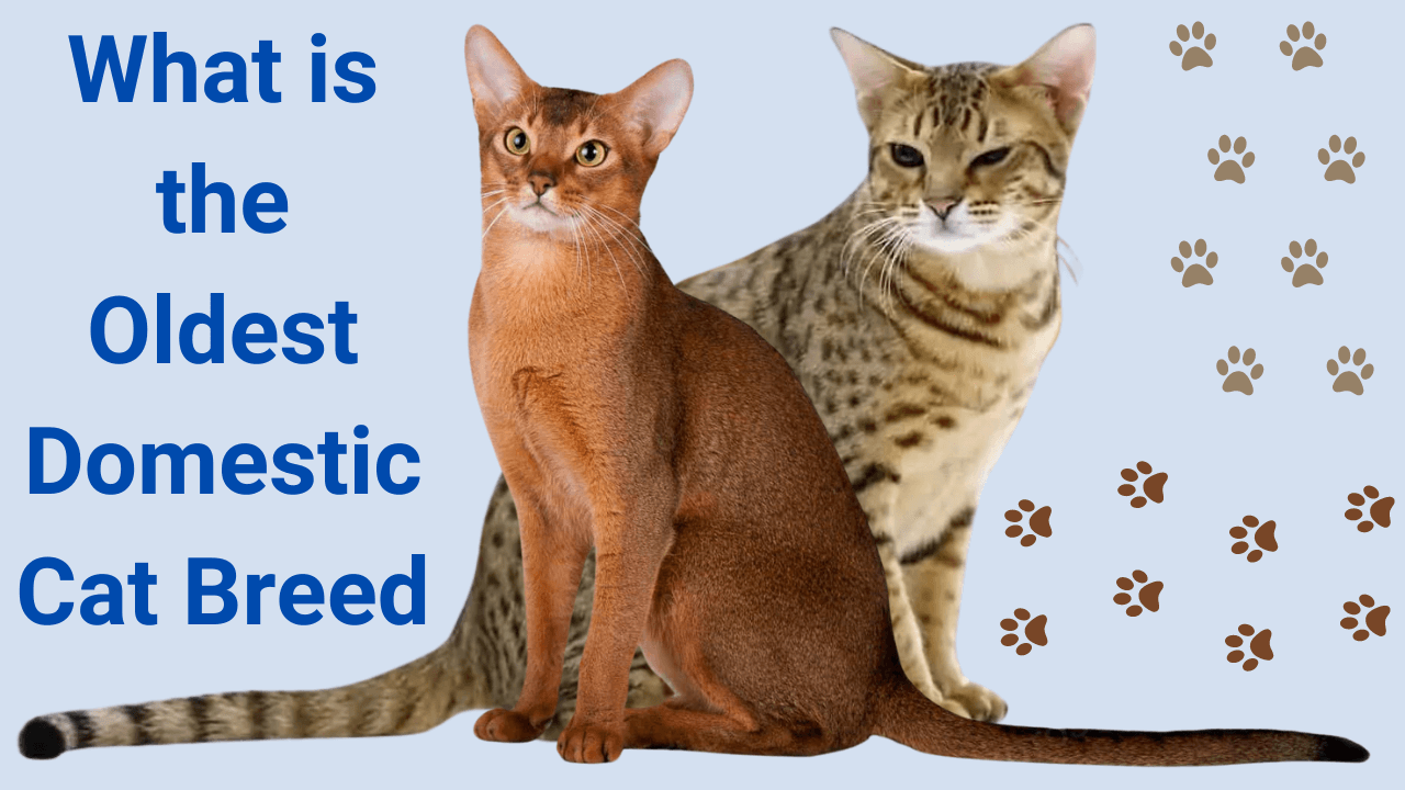 oldest domestic cat breed