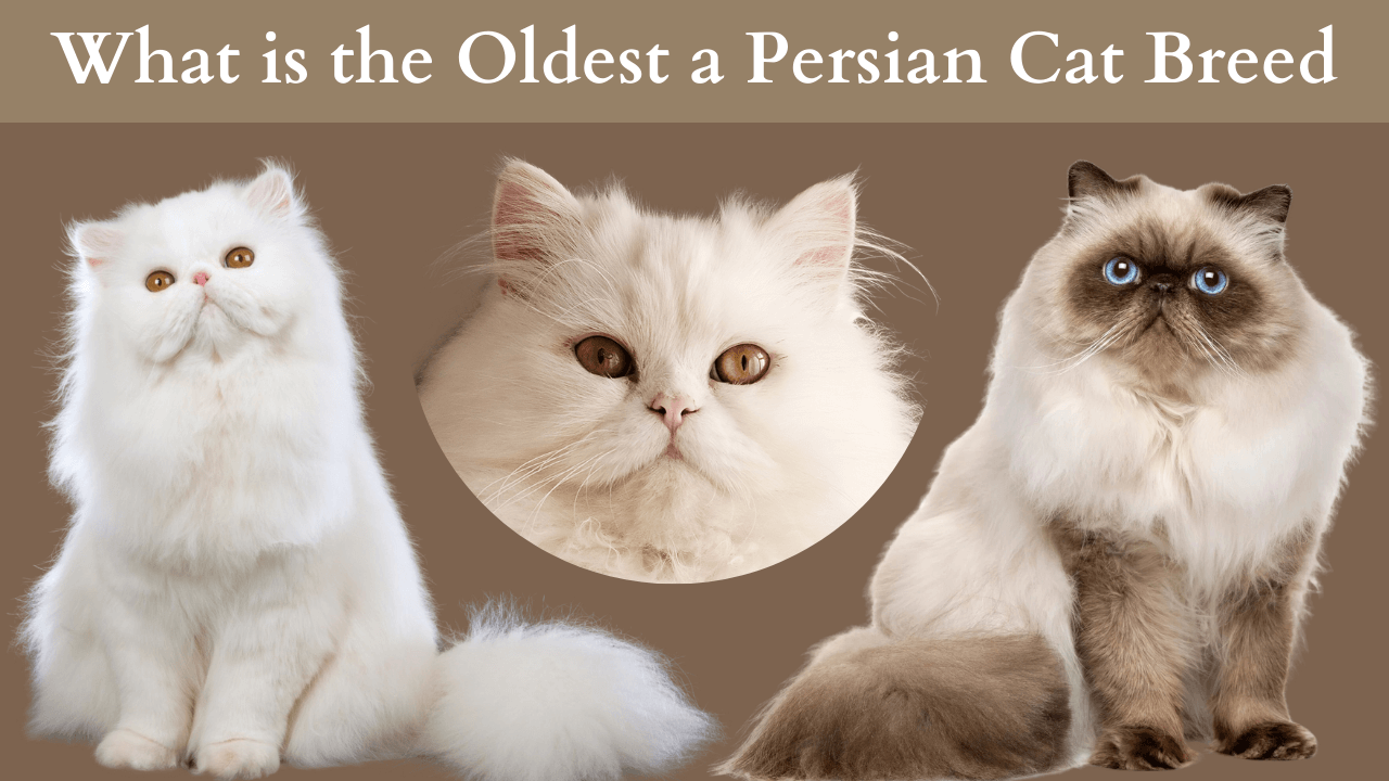 Oldest a Persian Cat Breed