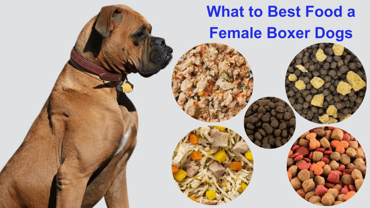 Best food a Female Boxer dogs