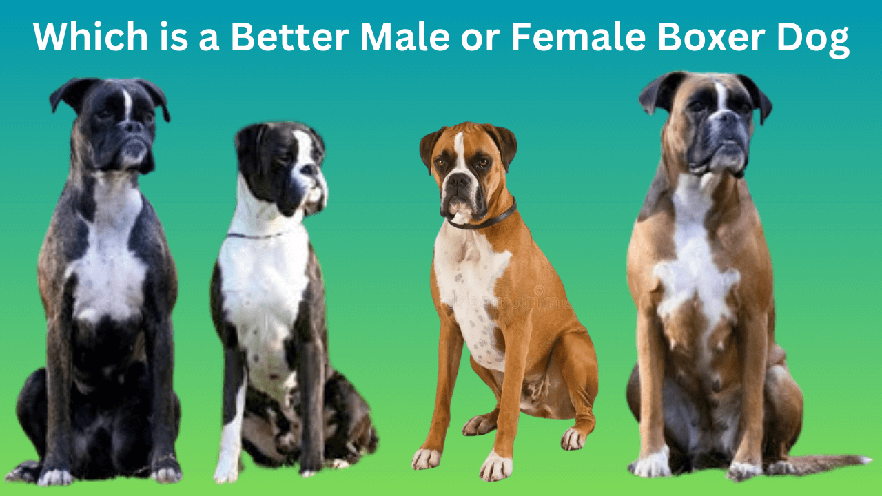 Male vs Female Boxer Dogs Breed