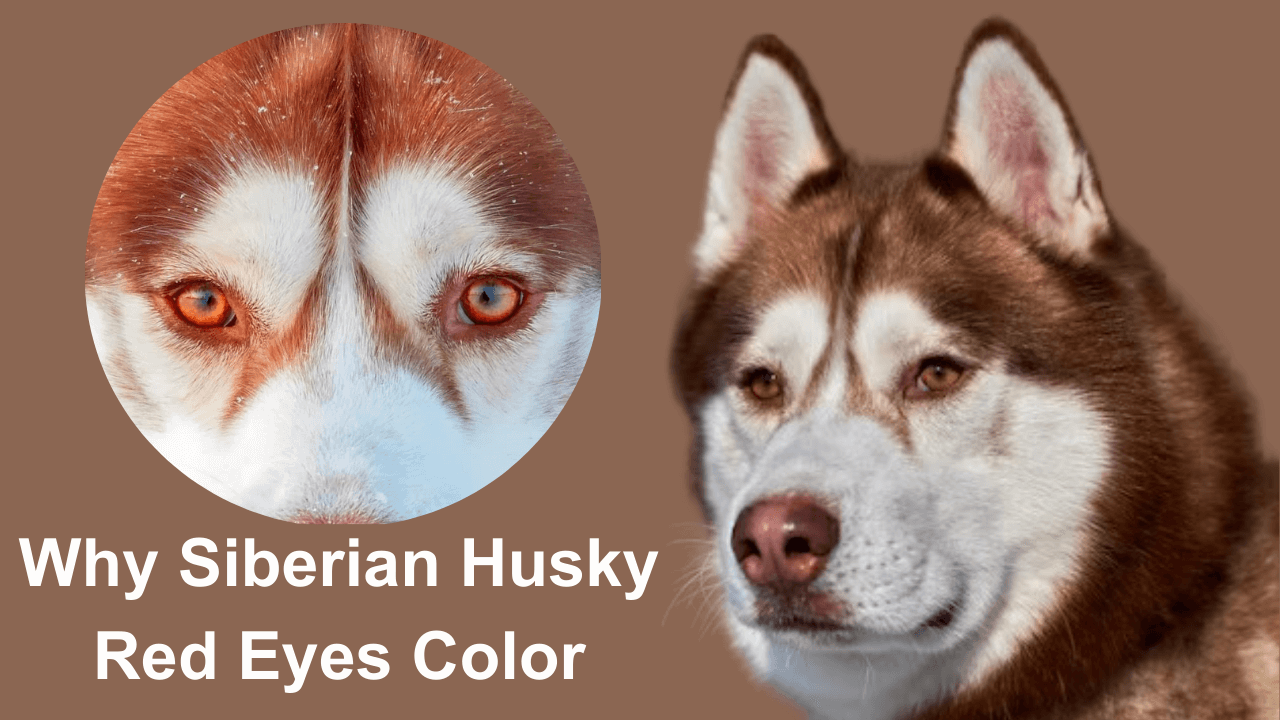 Siberian Husky Red Eyes Color