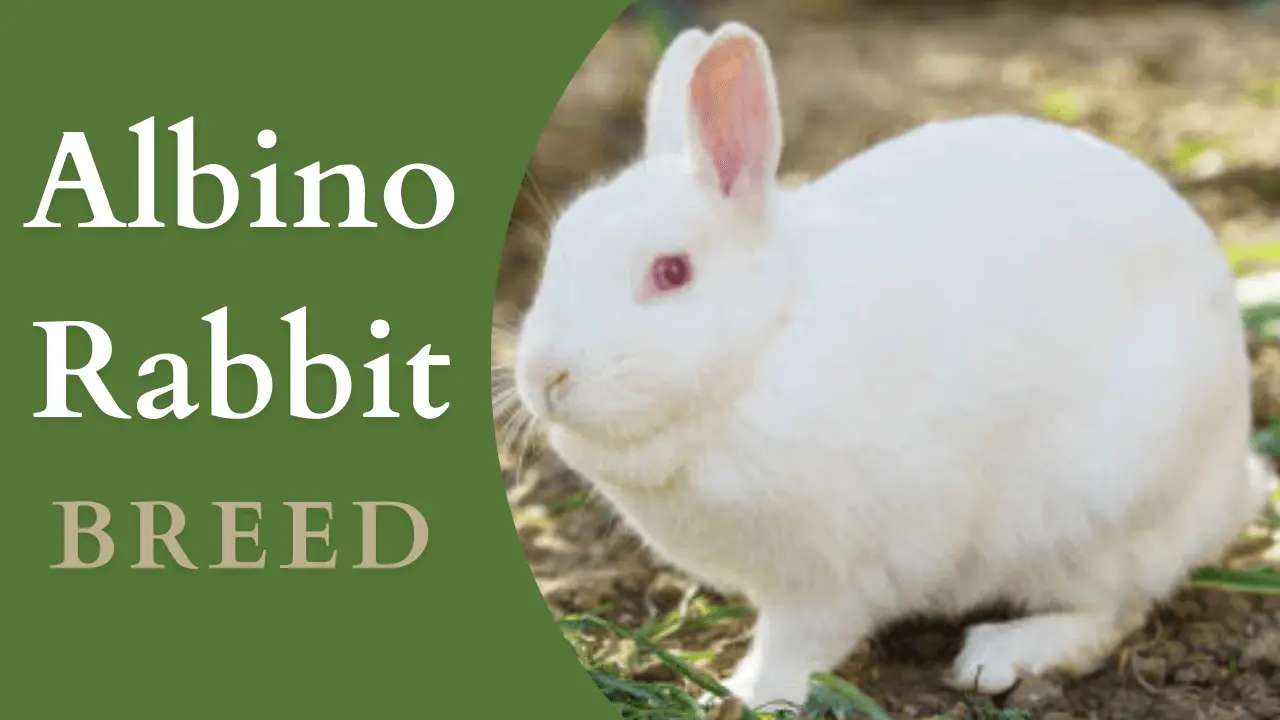 Albino Rabbit Breed