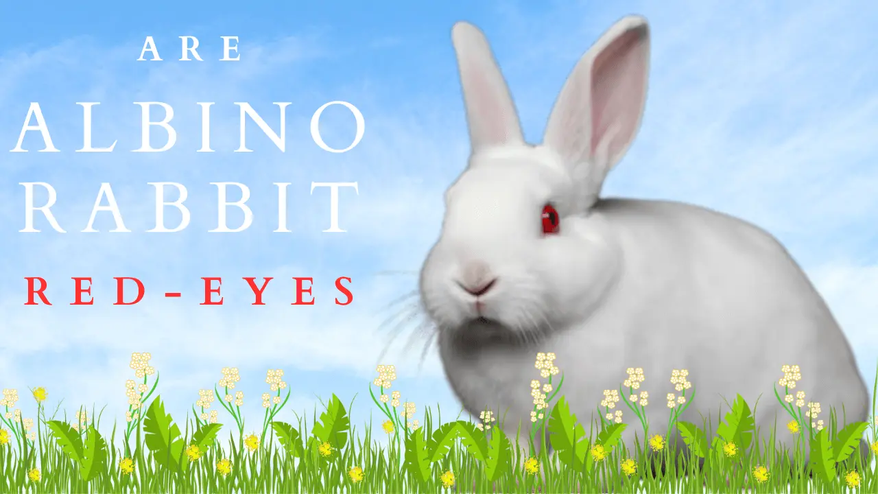 Albino Rabbits Red-Eyes