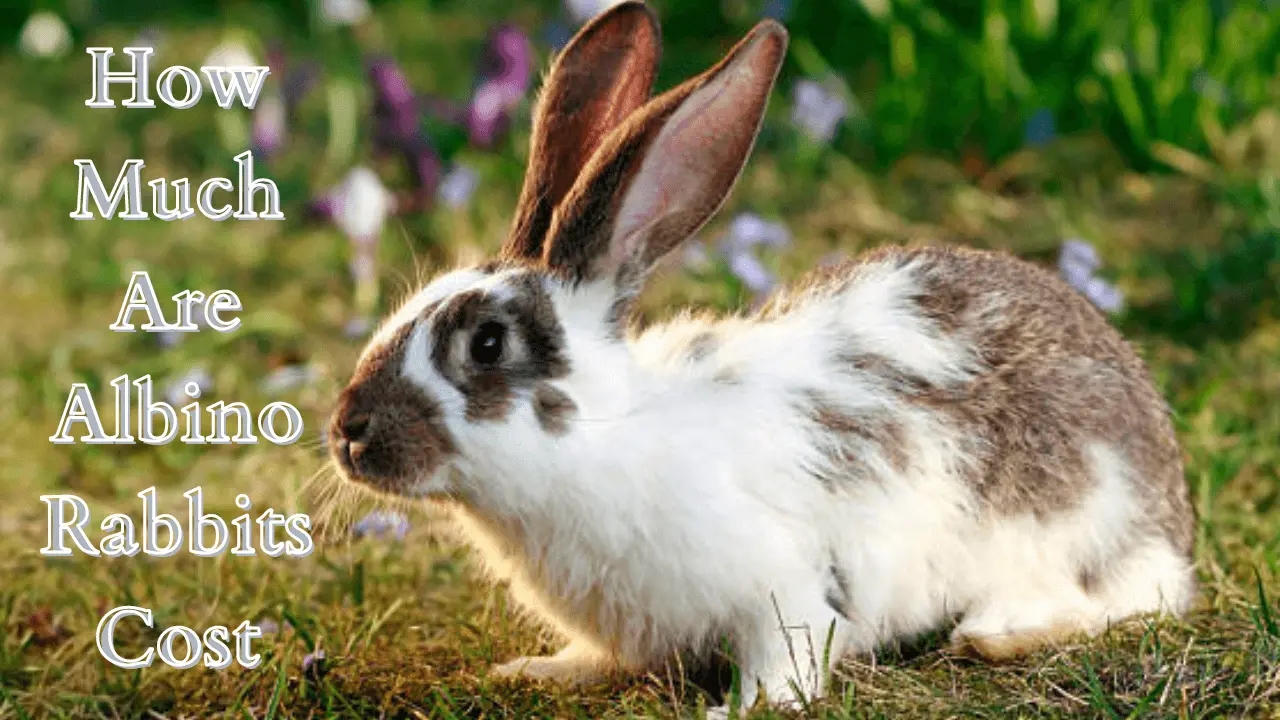 Albino Rabbits Cost