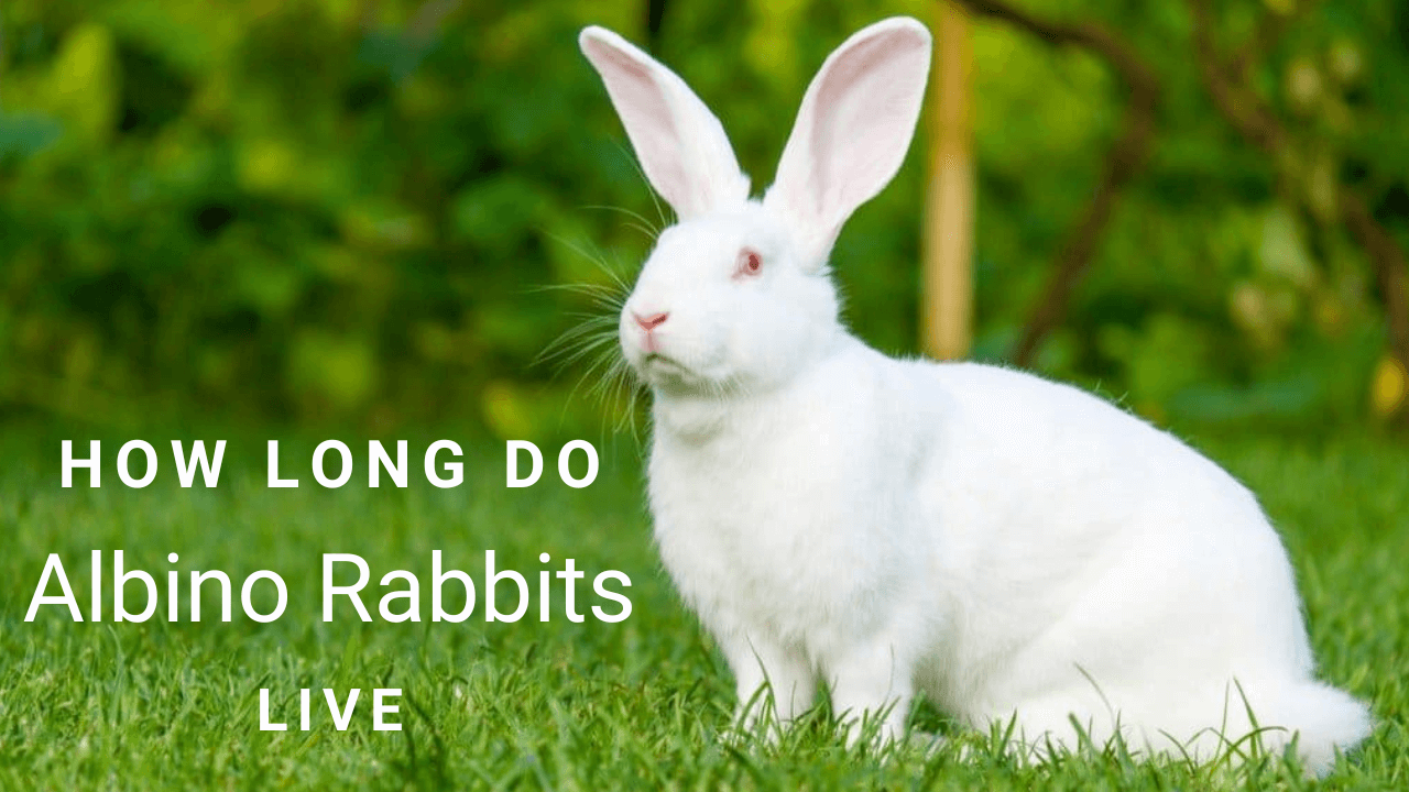 Albino Rabbits Live