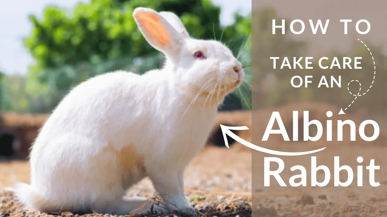 Take care of an Albino Rabbit