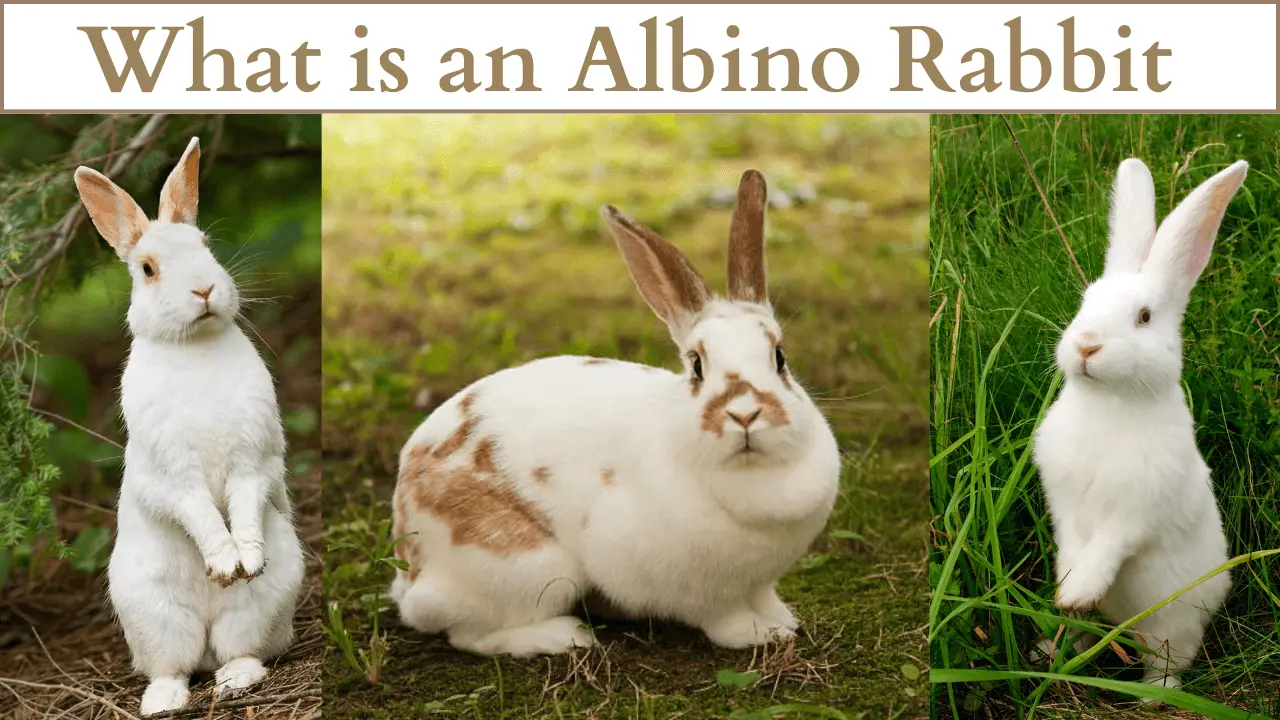 what is an albino rabbit