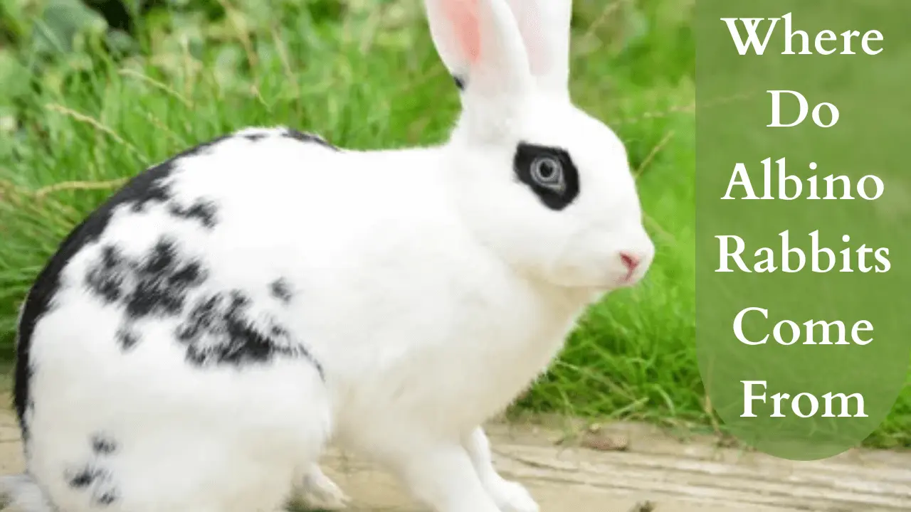 where do albino rabbits come from