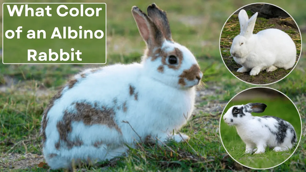 color of an albino rabbit