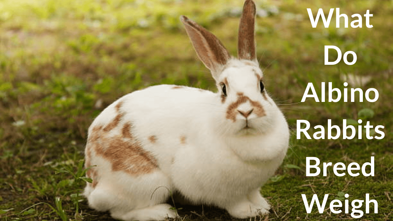 albino rabbits breed weigh