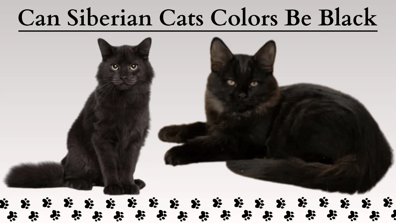 Siberian Cats Colors be Black