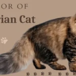 Colors of Siberian Cats