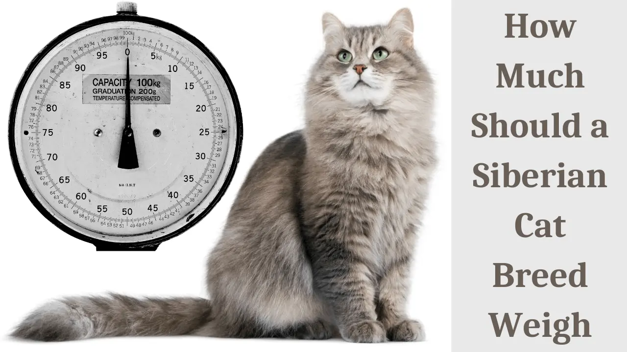 Siberian Cat Breed Weigh