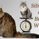 Siberian Cats Breed Weigh