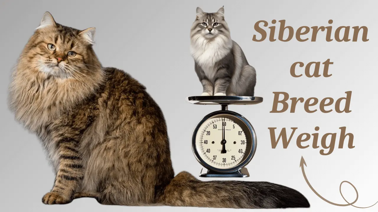 Siberian Cats Breed Weigh