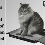 Normal Weigh of a Siberian Cat Breed