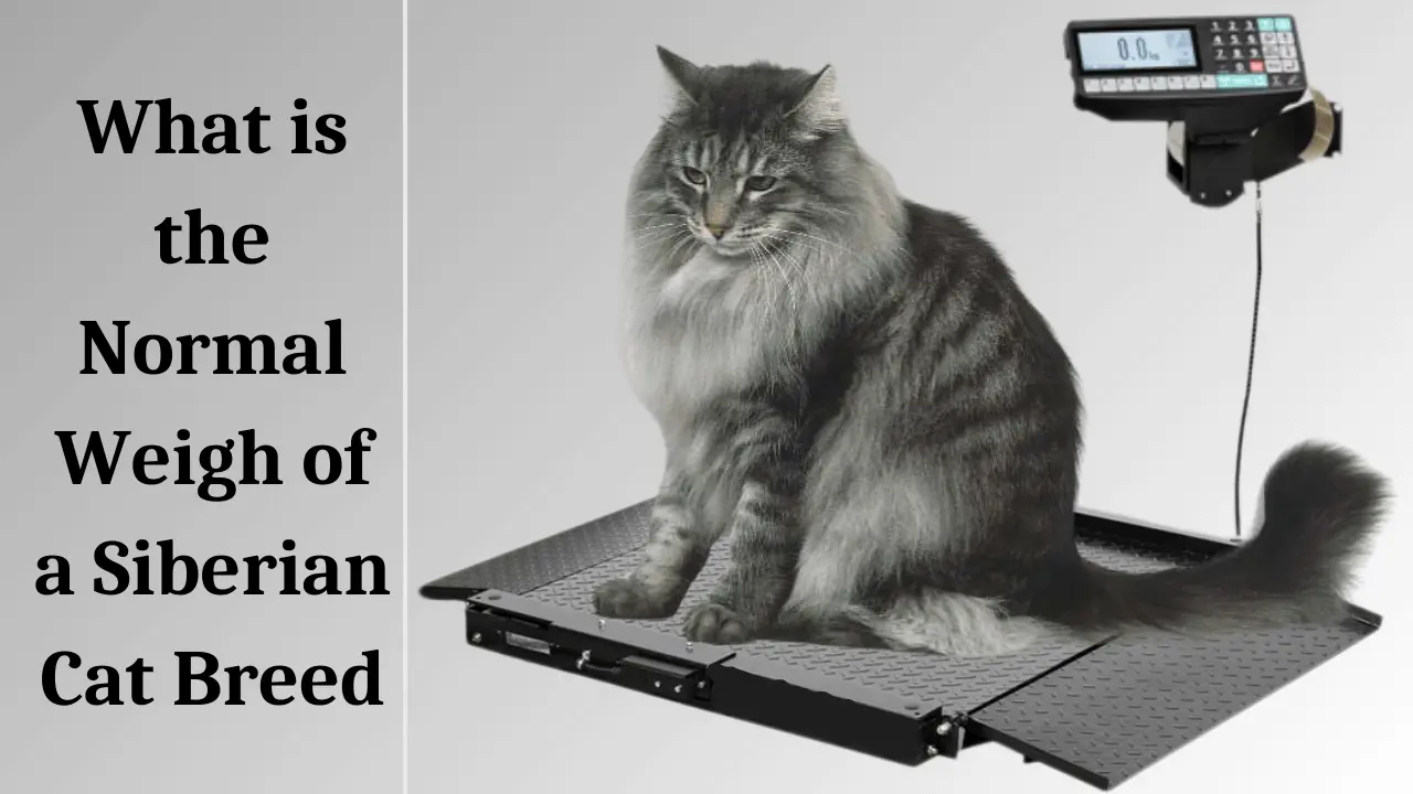 Normal Weigh of a Siberian Cat Breed