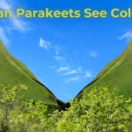 Can parakeets See Color