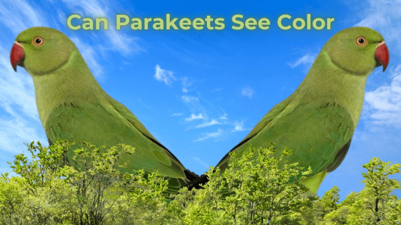 Can parakeets See Color