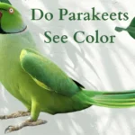 Parakeets see color