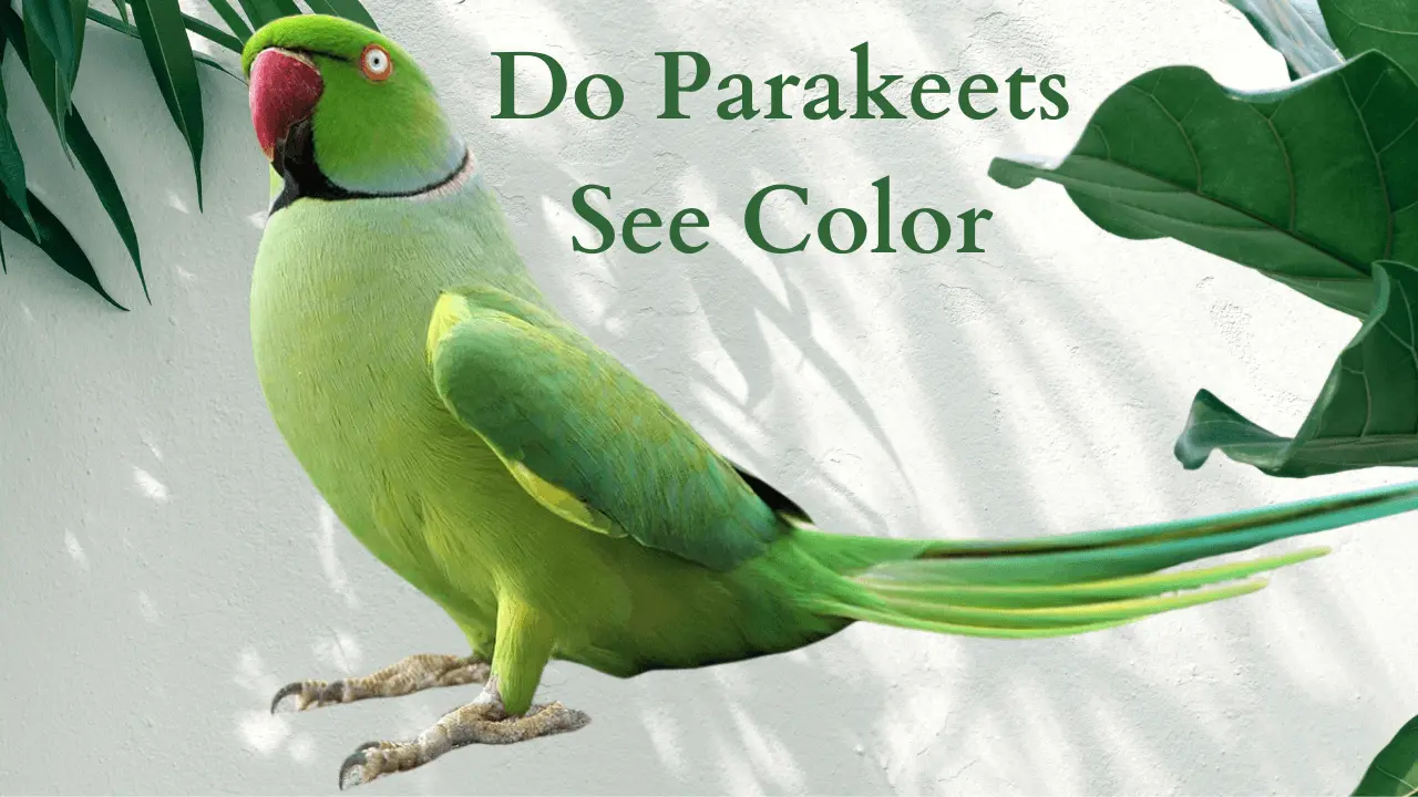 Parakeets see color