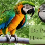 Do Parrots have Teeth