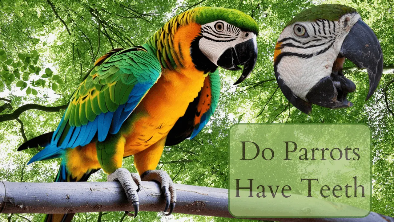 Do Parrots have Teeth